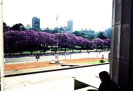 jacaranda