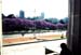 jacaranda